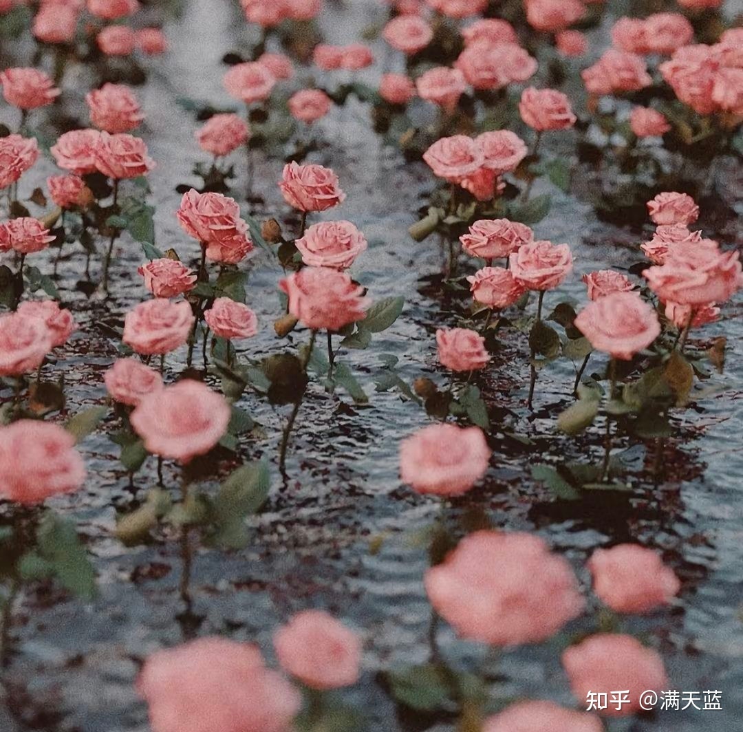 超浪漫的玫瑰文案🌹🖤 ️💚💙-1.jpg