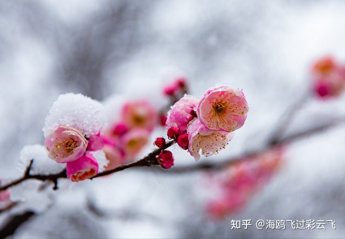 砌着落梅如雪乱，拂了一身还满-5.jpg