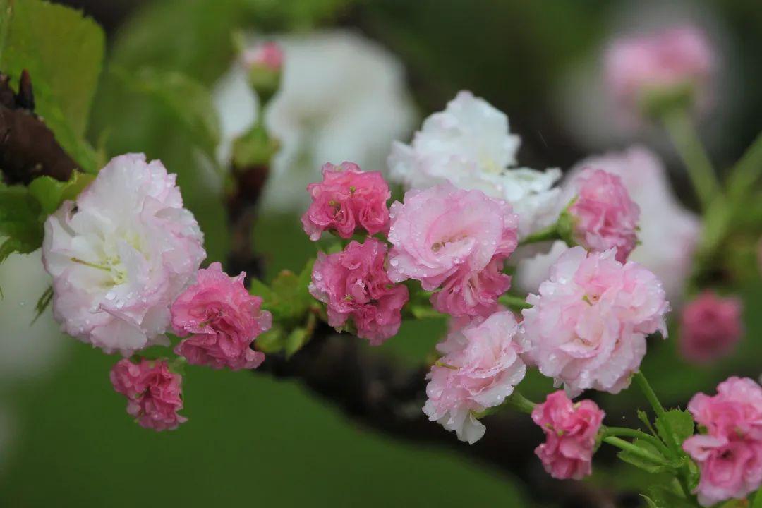 雨水节气朋友圈文案，简短文艺唯美，送给你和春季-3.jpg