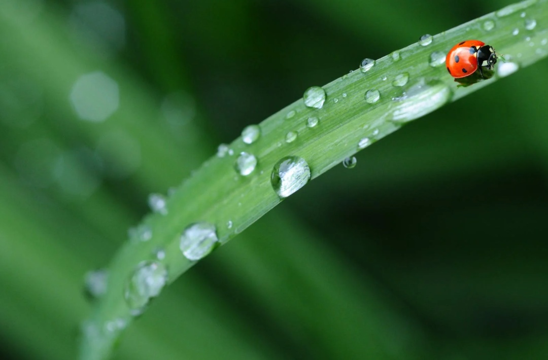 32句雨水节气的文案，简洁唯美，句句透着画面感-2.jpg