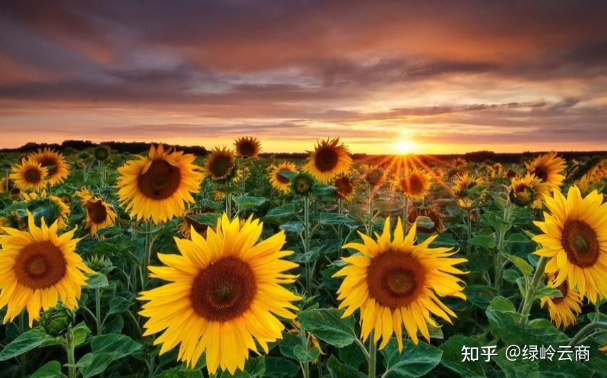 关于花的浪漫治愈文案-女神节-3.jpg